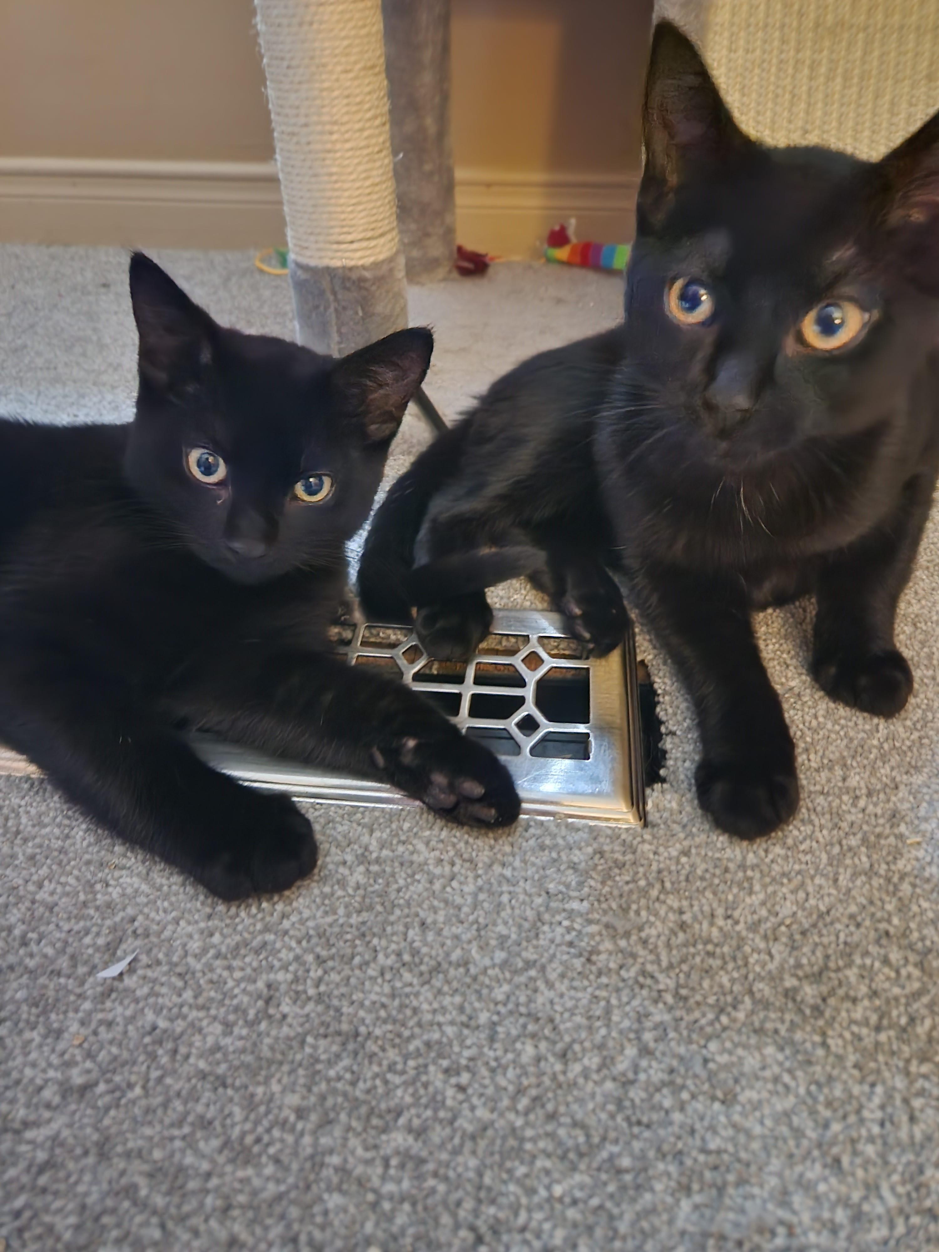 Enlarge Blueberry *bonded with Mars*, a Adoptable Domestic Short Hair in Pickering, ON image 5/6