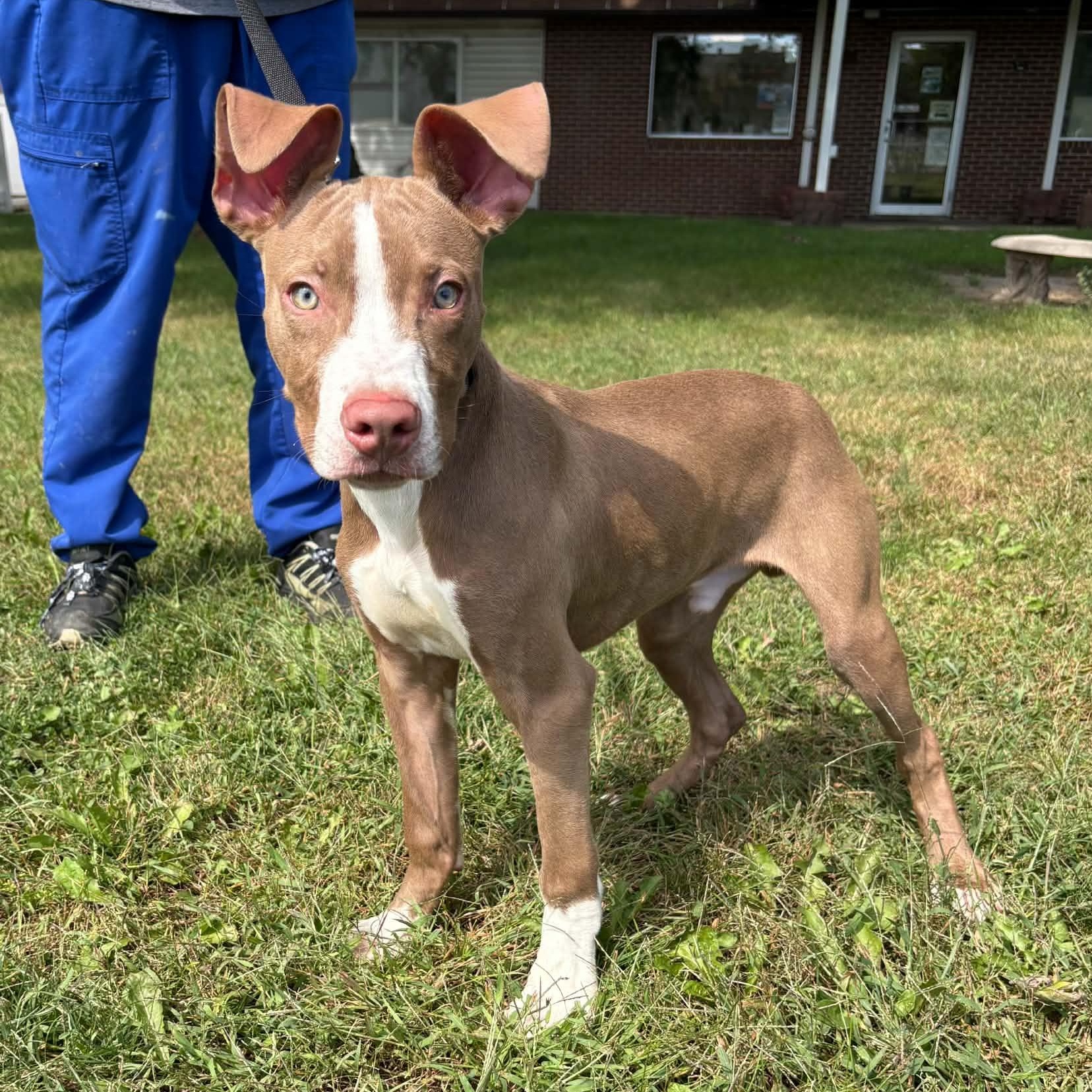 Enlarge Crouton, a Adopted Pit Bull Terrier in Waterloo, IA image 3/5
