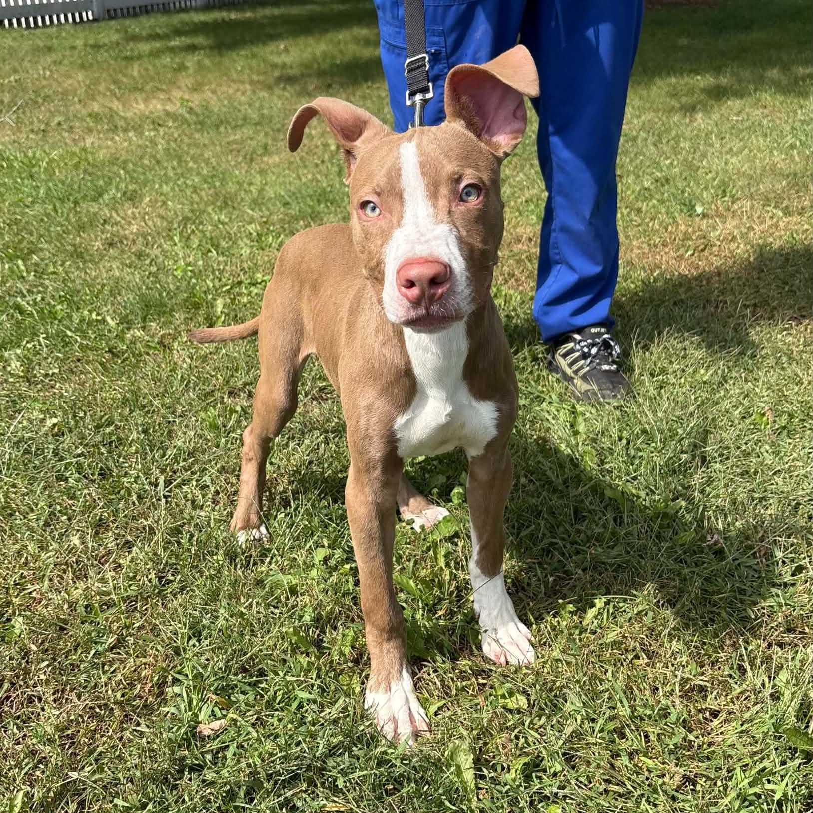 Enlarge Crouton, a Adopted Pit Bull Terrier in Waterloo, IA image 2/5