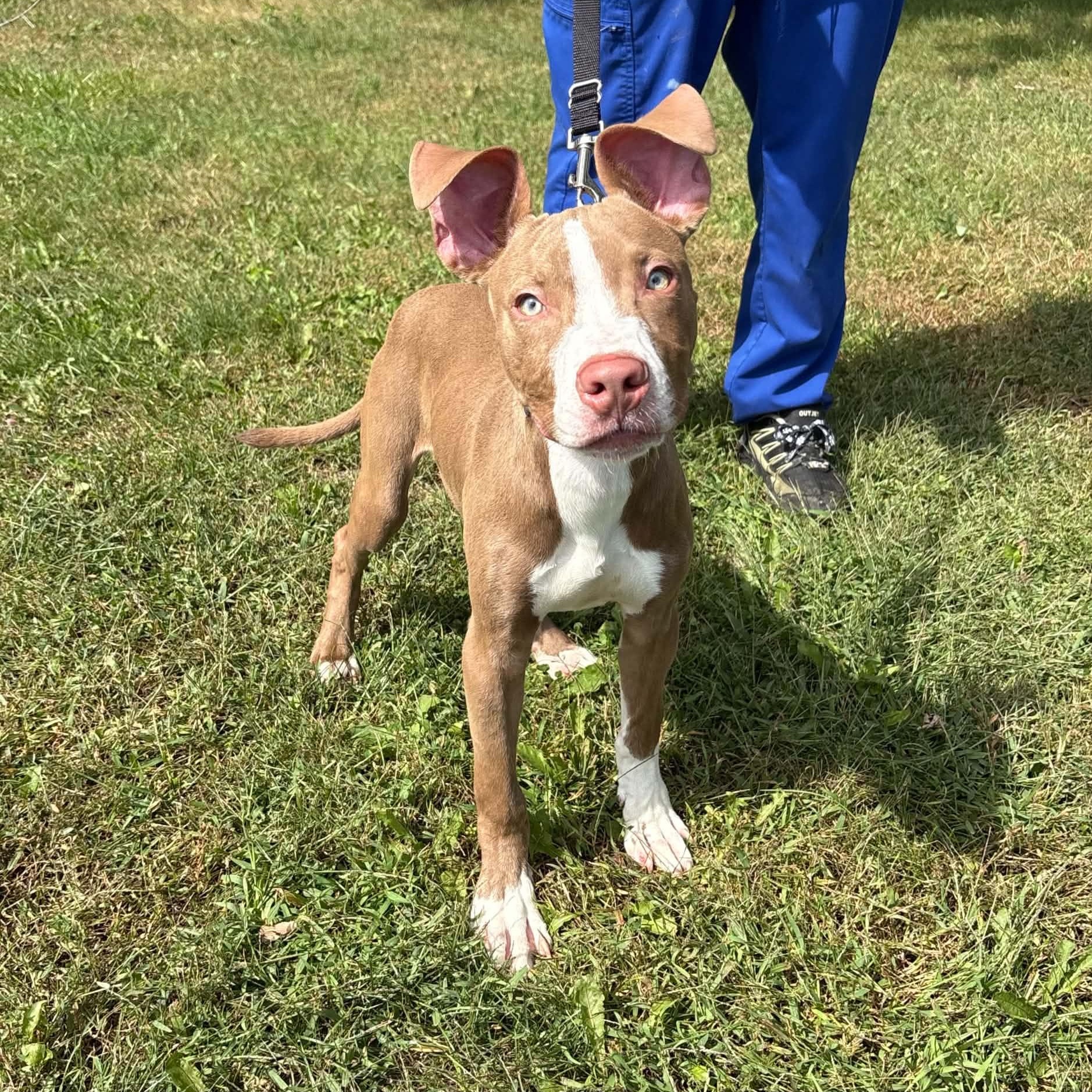 Crouton, Adopted, Young Male Pit Bull Terrier.