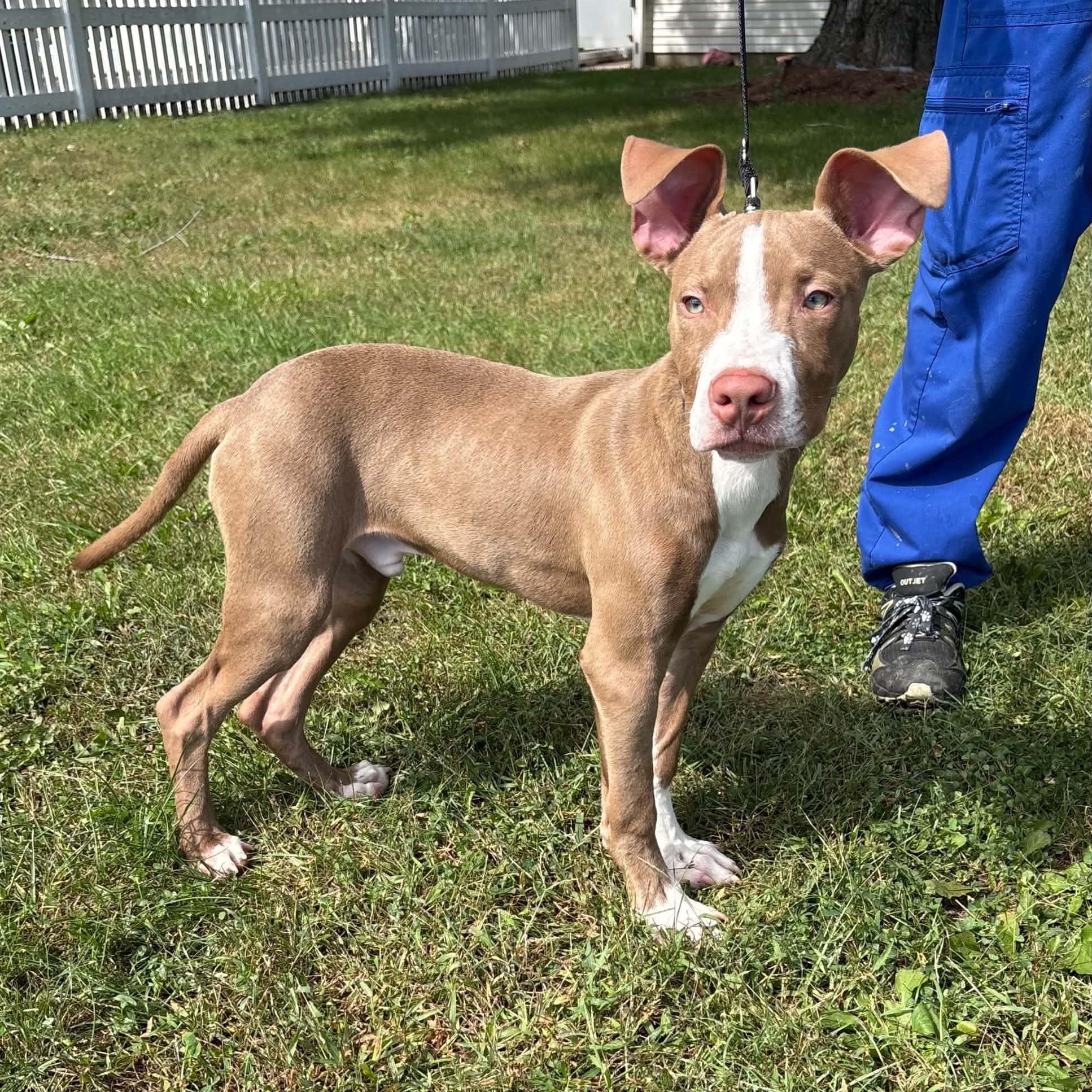 Enlarge Crouton, a Adopted Pit Bull Terrier in Waterloo, IA image 4/5