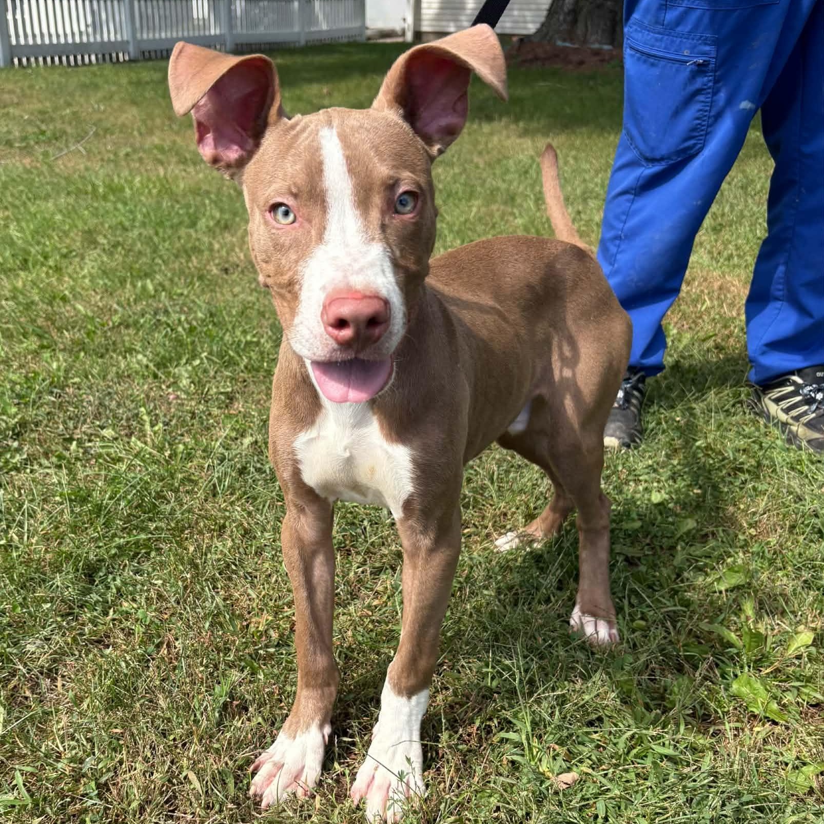 Enlarge Crouton, a Adopted Pit Bull Terrier in Waterloo, IA image 5/5