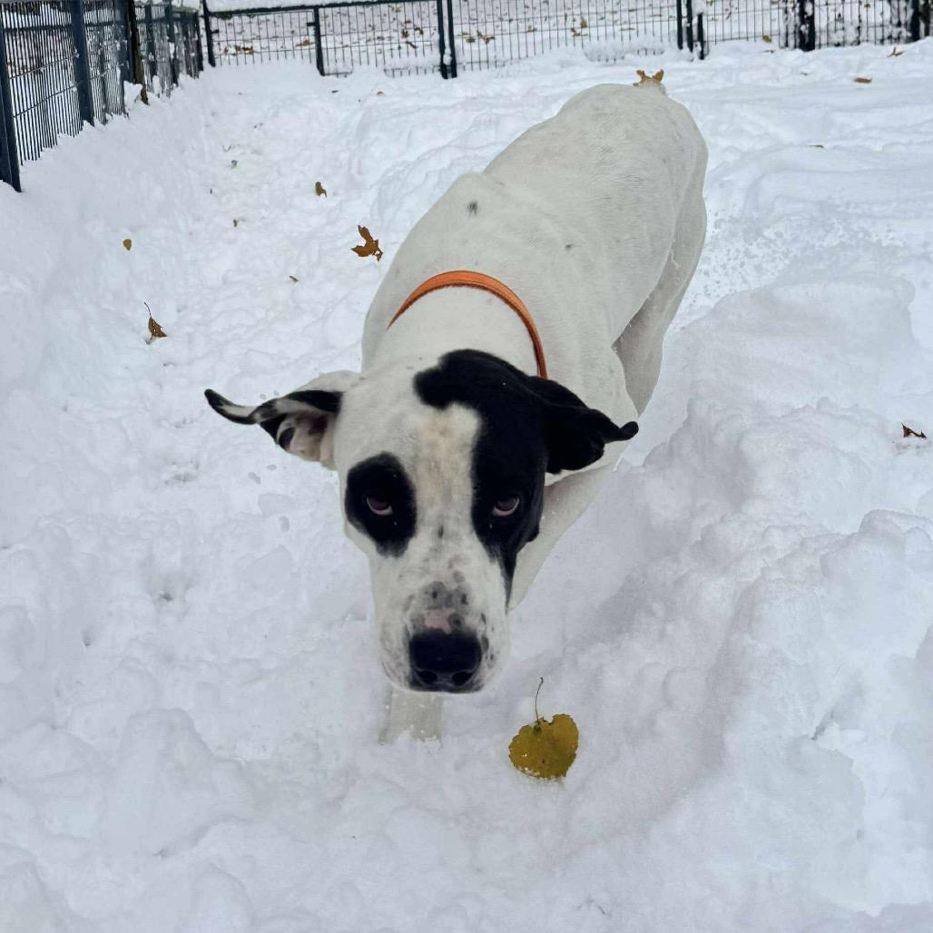 Zeusattending Our Pawsinprison Program thumbnail 2