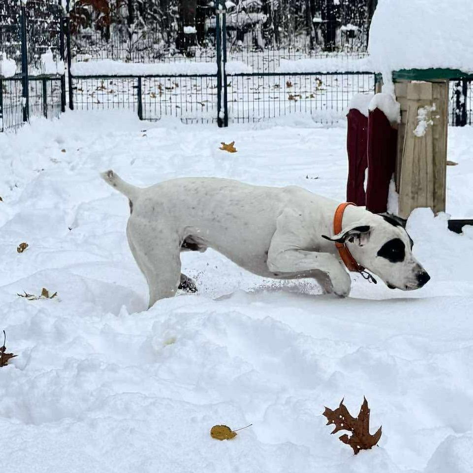 Zeusattending Our Pawsinprison Program thumbnail 4