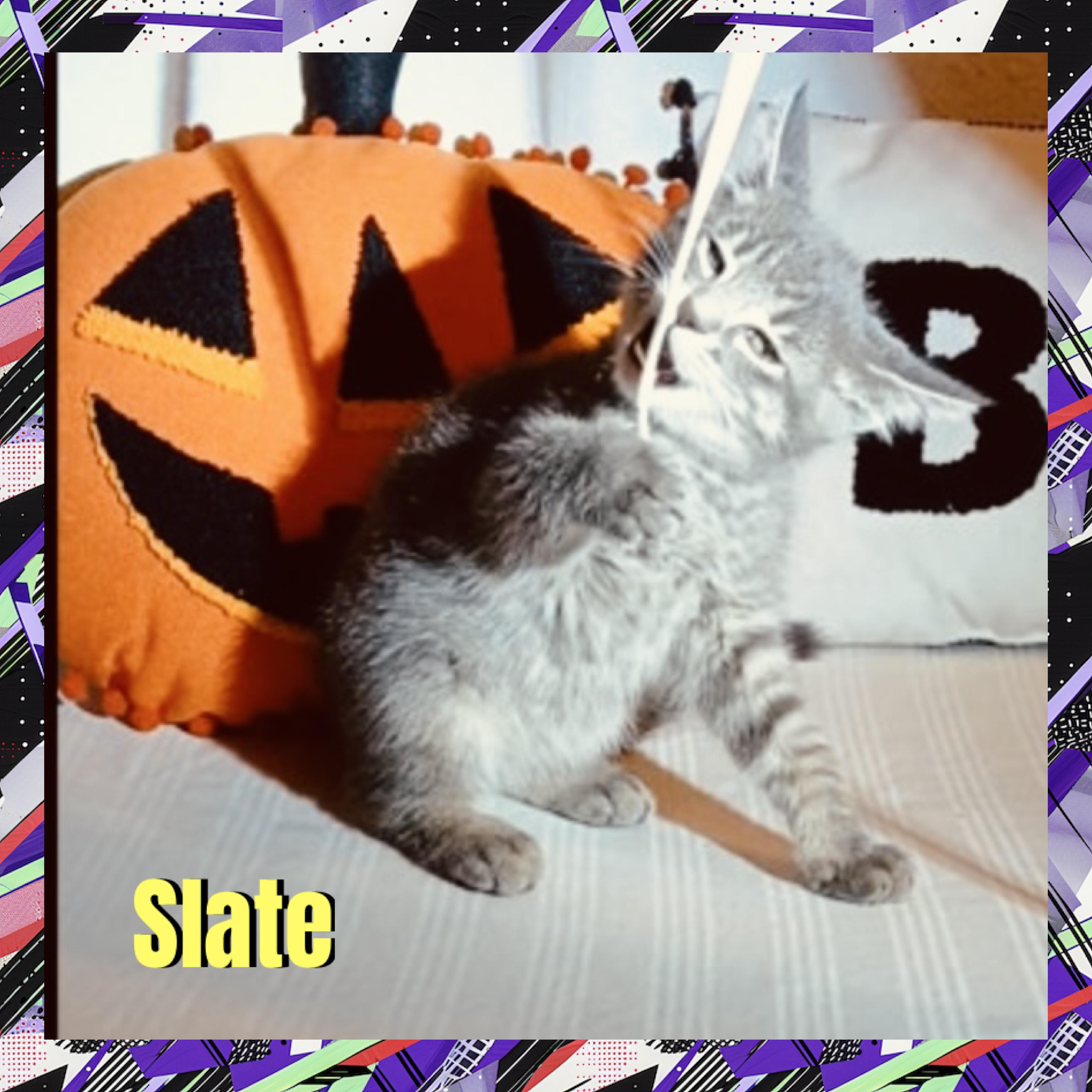 Enlarge Slate, a Adoptable mixed breed in Red Lodge, MT image 2/4