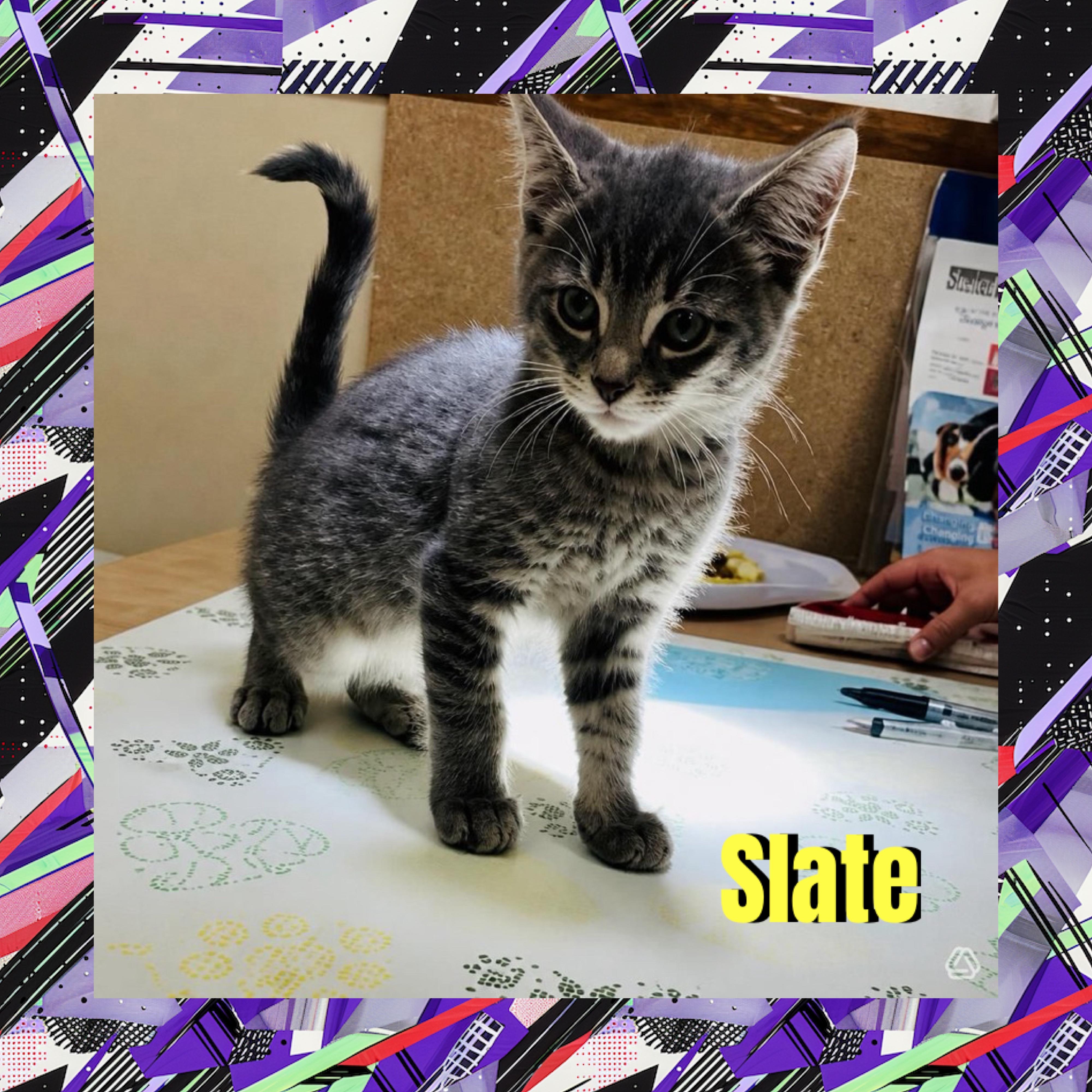 Slate, Adoptable, Kitten Male Domestic Medium Hair.