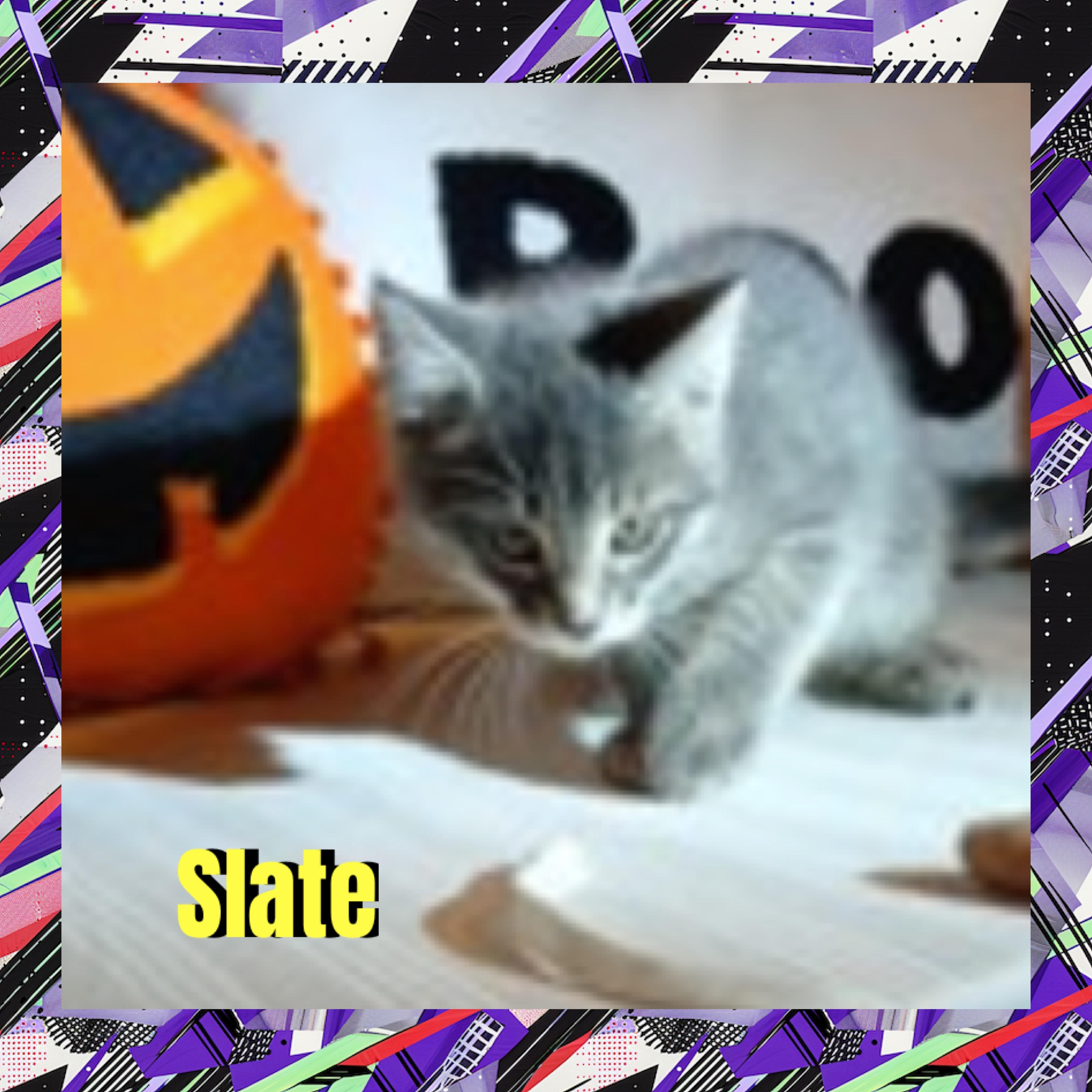 Enlarge Slate, a Adoptable mixed breed in Red Lodge, MT image 3/4