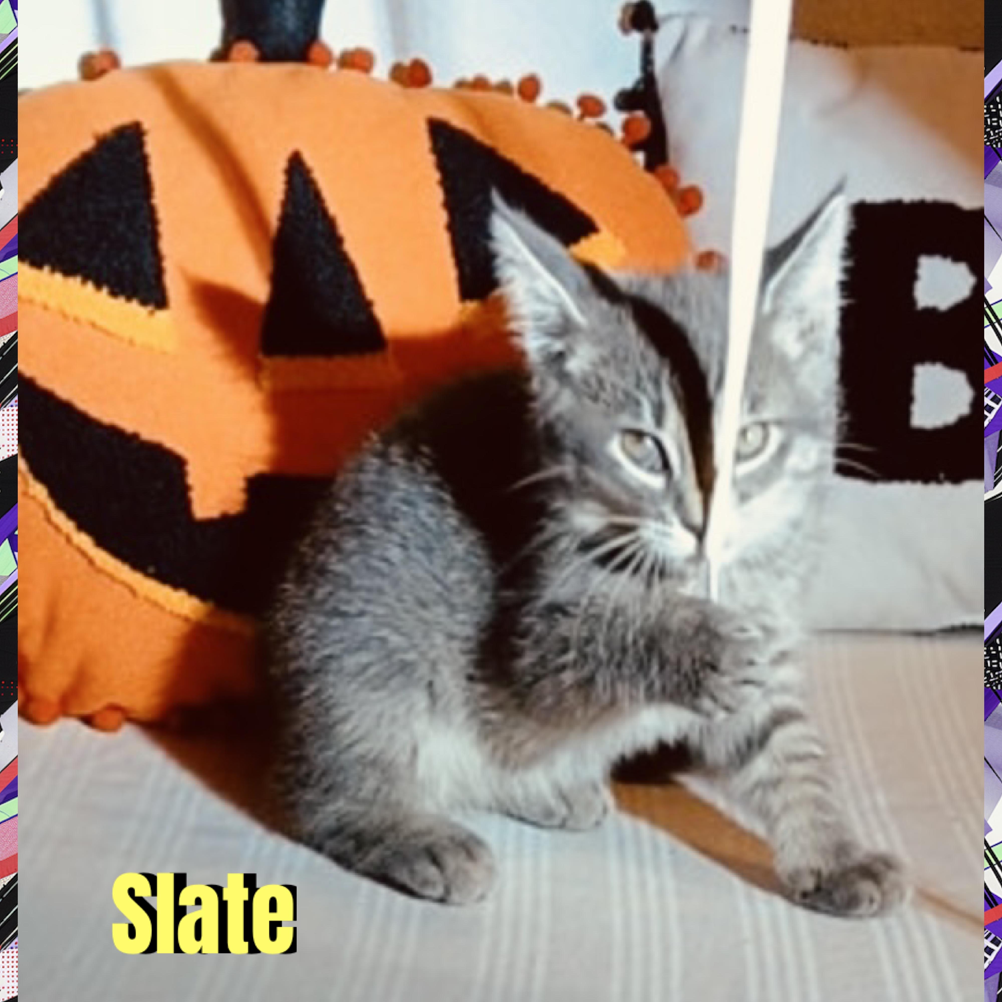 Enlarge Slate, a Adoptable mixed breed in Red Lodge, MT image 4/4