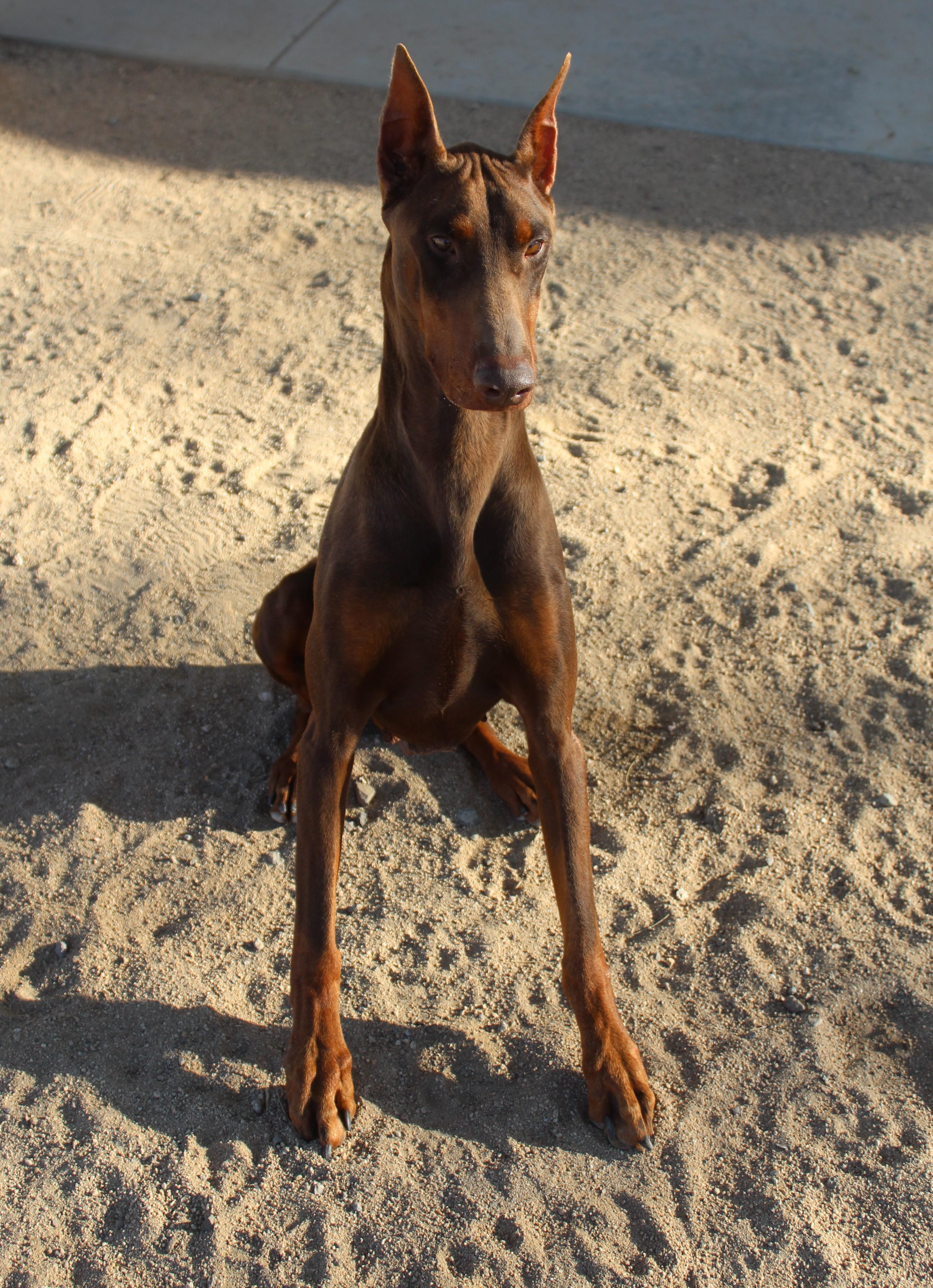 Enlarge Rue Pumpkin , a ADOPTABLE Doberman Pinscher in Yucca Valley, CA image 2/6