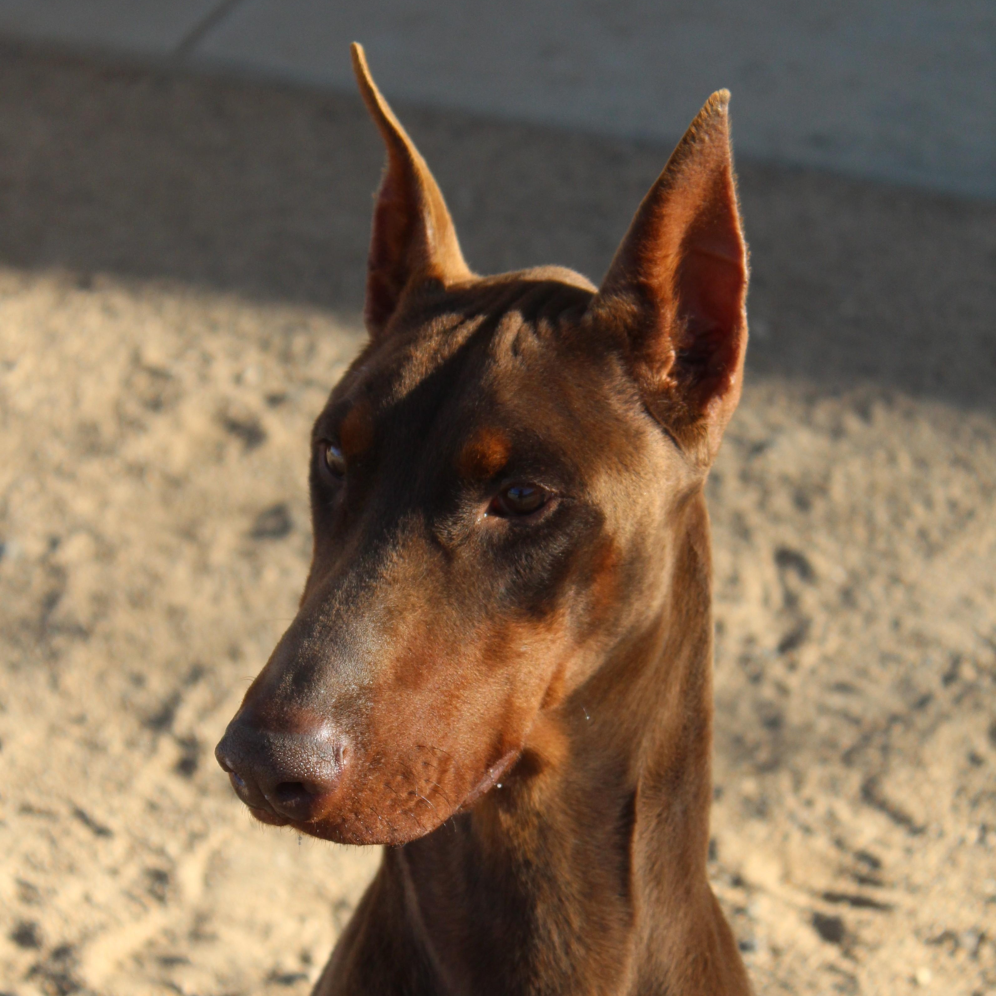 Rue Pumpkin , ADOPTABLE, Adult Male Doberman Pinscher.
