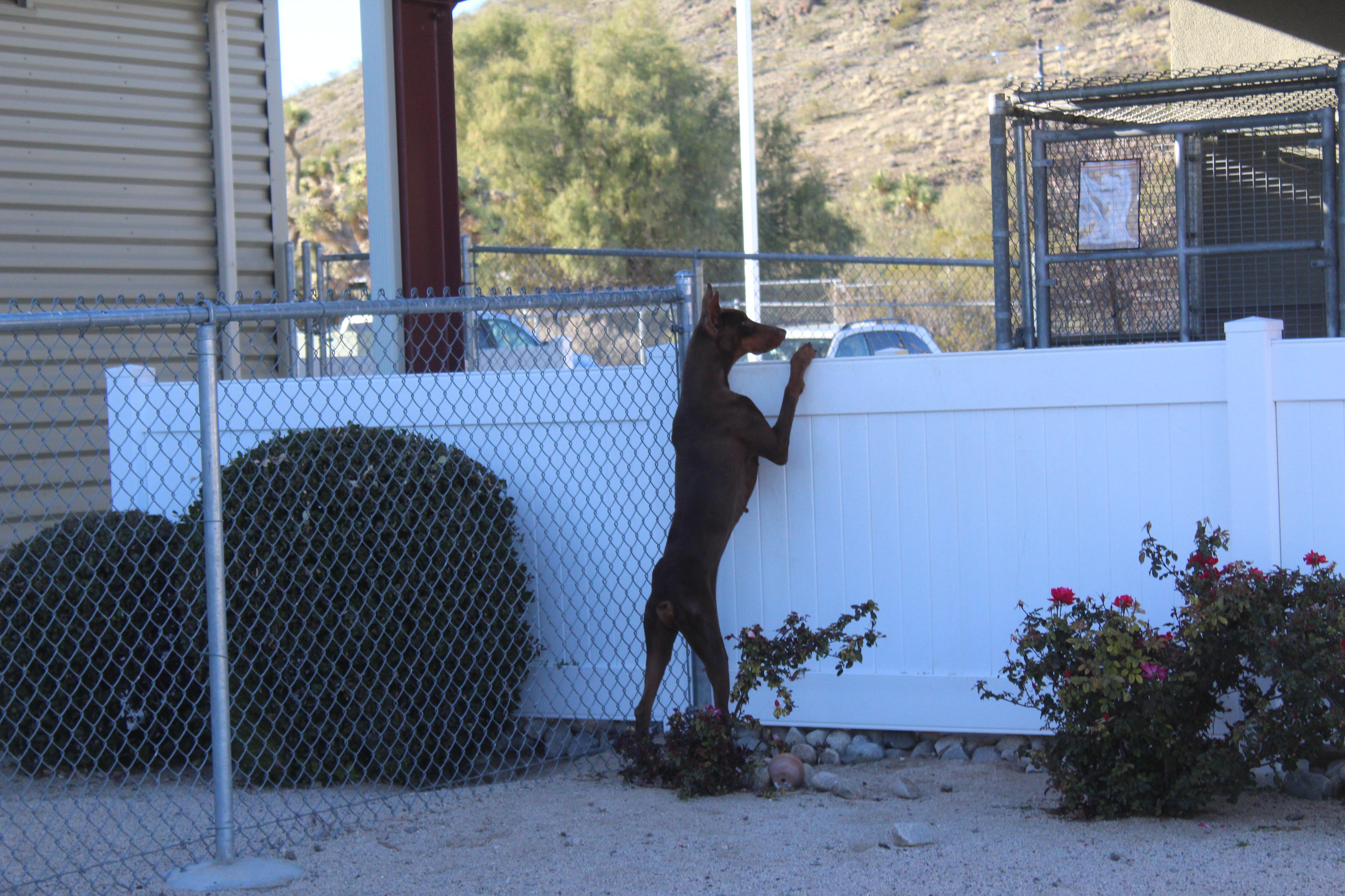 Enlarge Rue Pumpkin , a ADOPTABLE Doberman Pinscher in Yucca Valley, CA image 6/6