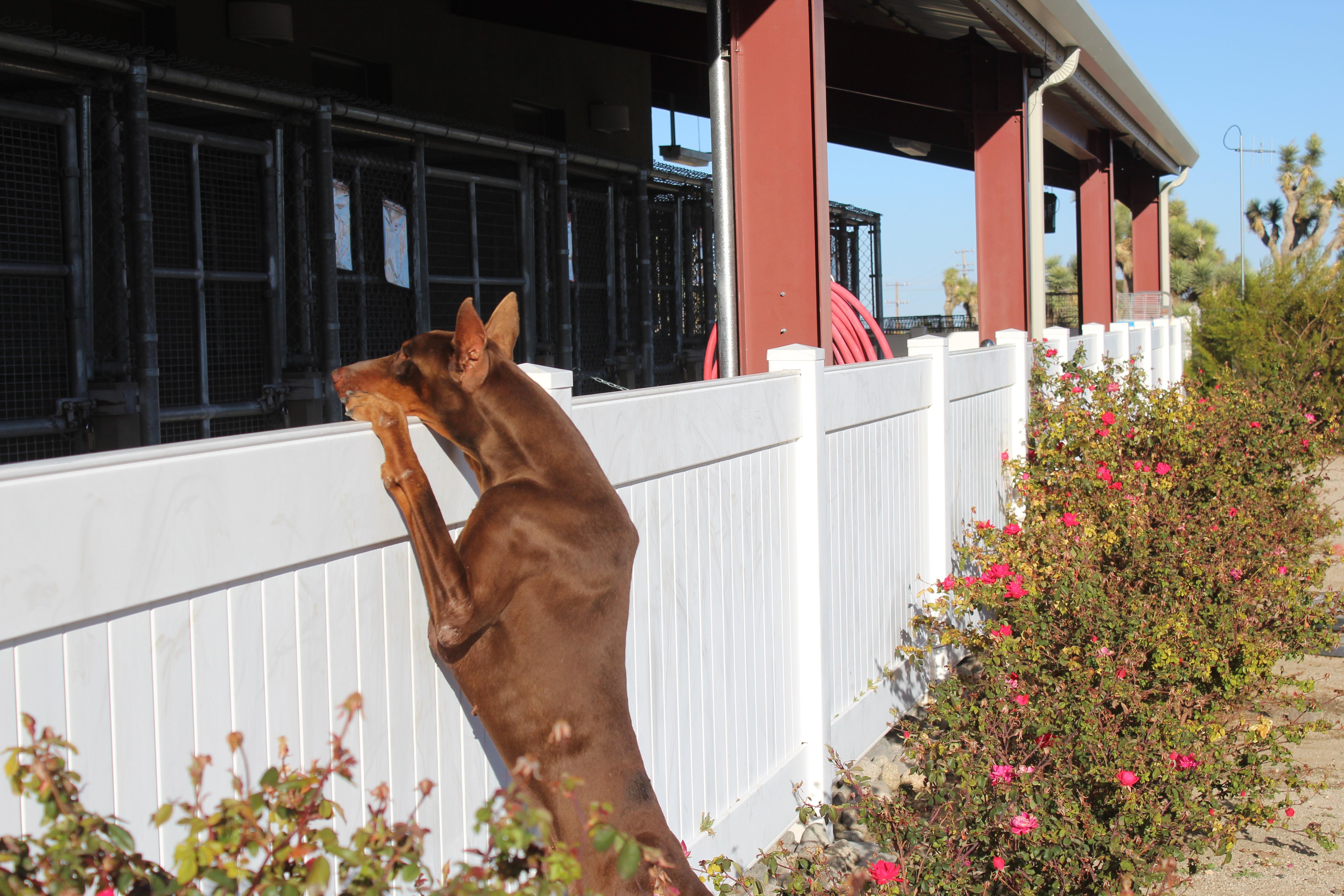 Enlarge Rue Pumpkin , a ADOPTABLE Doberman Pinscher in Yucca Valley, CA image 4/6