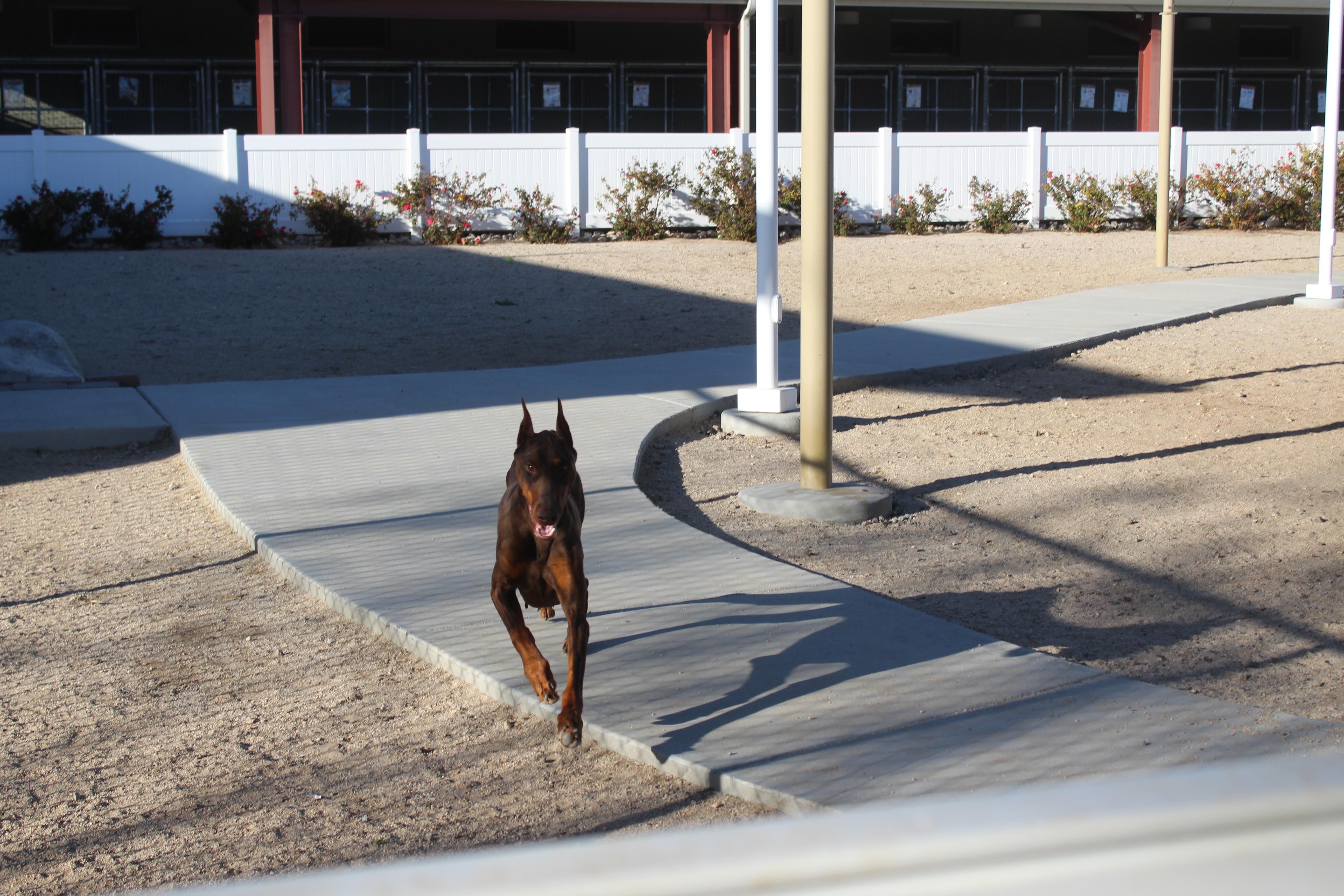 Enlarge Rue Pumpkin , a ADOPTABLE Doberman Pinscher in Yucca Valley, CA image 5/6