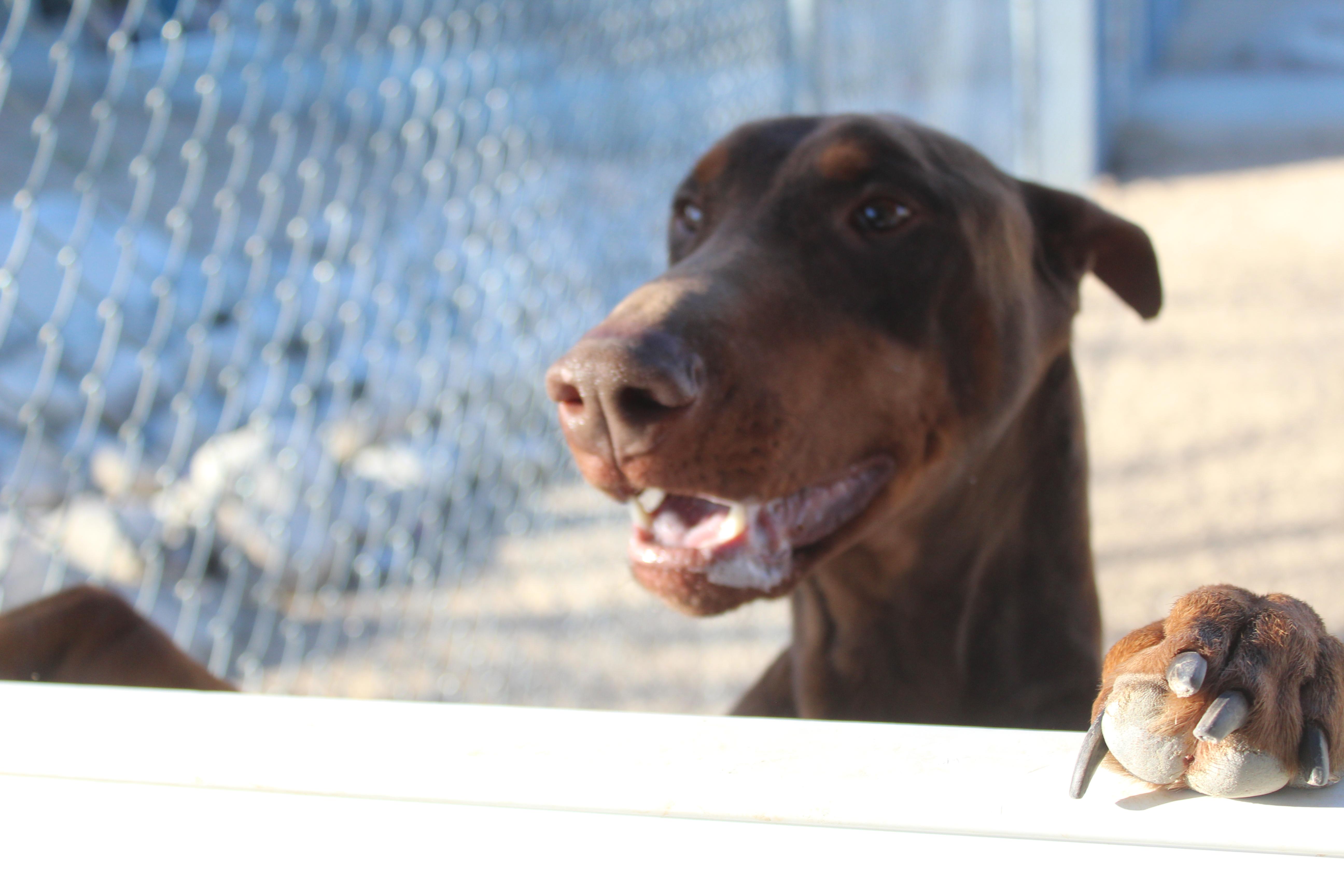 Enlarge Rue Pumpkin , a ADOPTABLE Doberman Pinscher in Yucca Valley, CA image 3/6