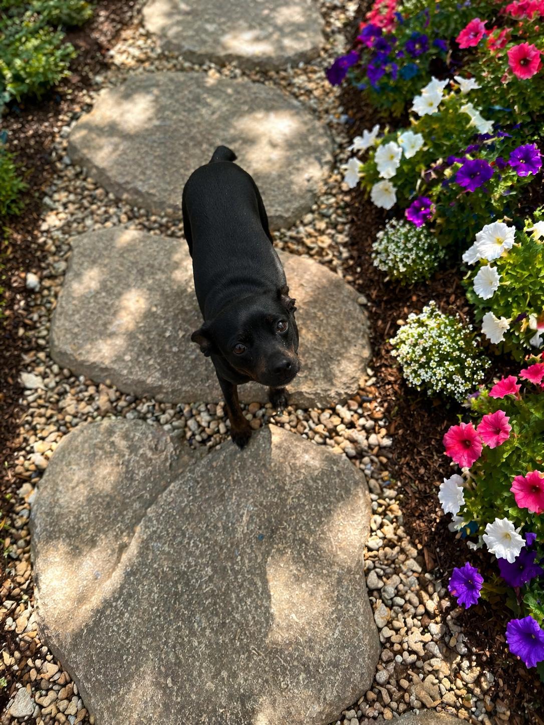 Enlarge Willow, a ADOPTABLE mixed breed in Wanaque, NJ image 2/3