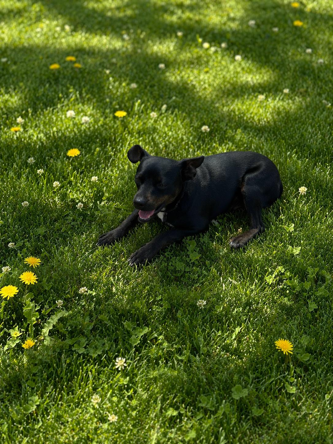 Enlarge Willow, a ADOPTABLE mixed breed in Wanaque, NJ image 3/3