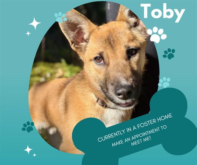 TOBY, Adoptable, Young Male Australian Cattle Dog / Blue Heeler & Basenji.