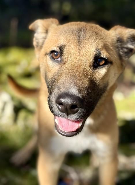 Enlarge TOBY, a Adoptable mixed breed in Salinas, CA image 1/1