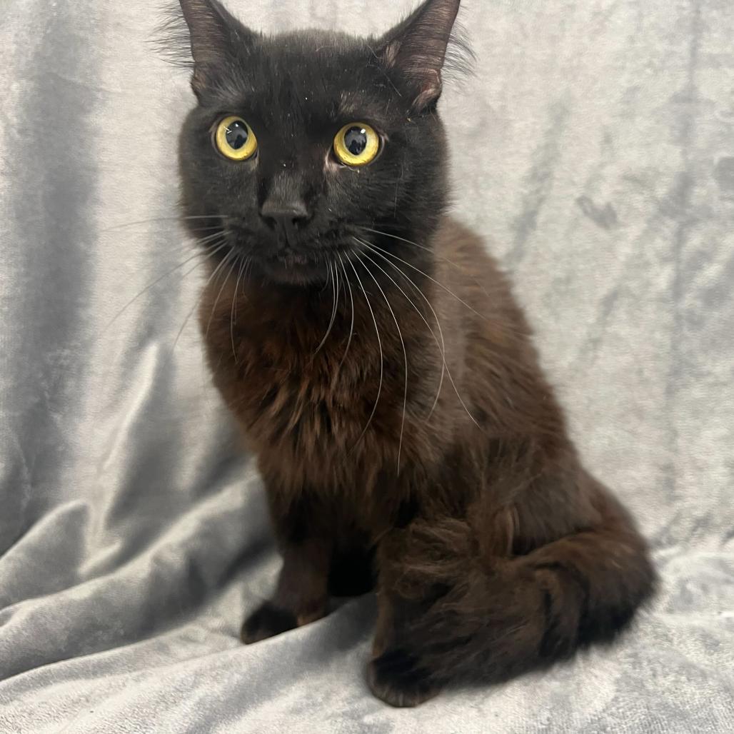 Hermes (Red), Adoptable, Young Male Domestic Medium Hair.