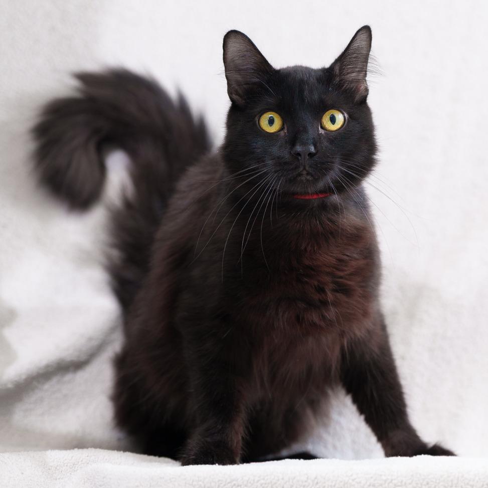Enlarge Hermes (Red), a Adoptable Domestic Medium Hair in Sunnyvale, CA image 2/2