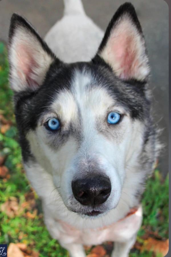 Enlarge Kai, a Adoptable Husky in CHURCHVILLE, NY image 1/4