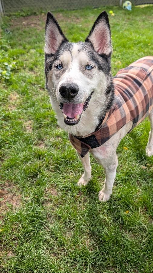 Enlarge Kai, a Adoptable Husky in CHURCHVILLE, NY image 2/4
