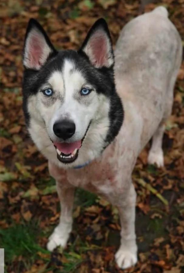 Enlarge Kai, a Adoptable Husky in CHURCHVILLE, NY image 3/4
