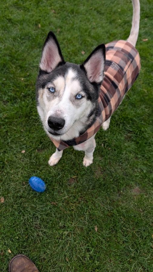 Enlarge Kai, a Adoptable Husky in CHURCHVILLE, NY image 4/4