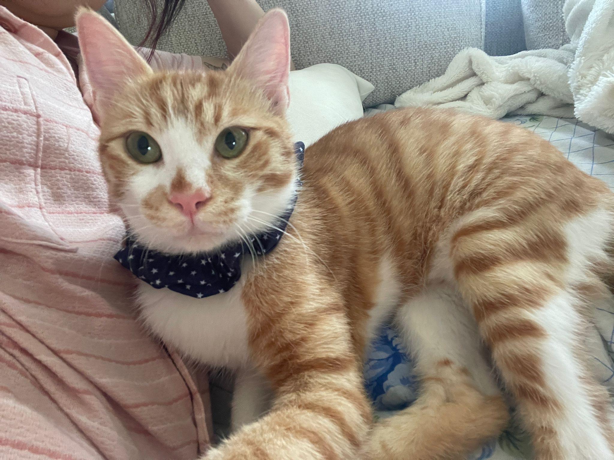 Mishmish