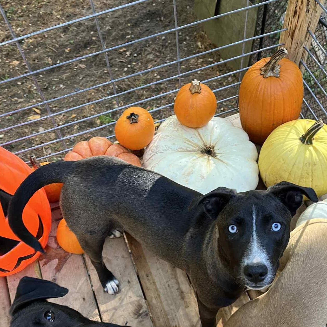 Satyr- MI Moth Litter