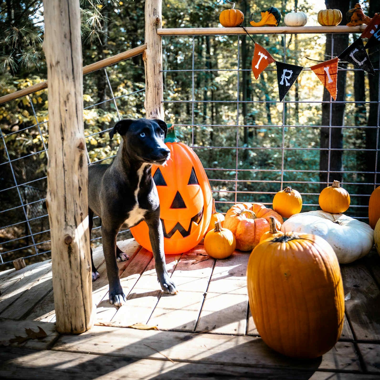 Satyr- MI Moth Litter