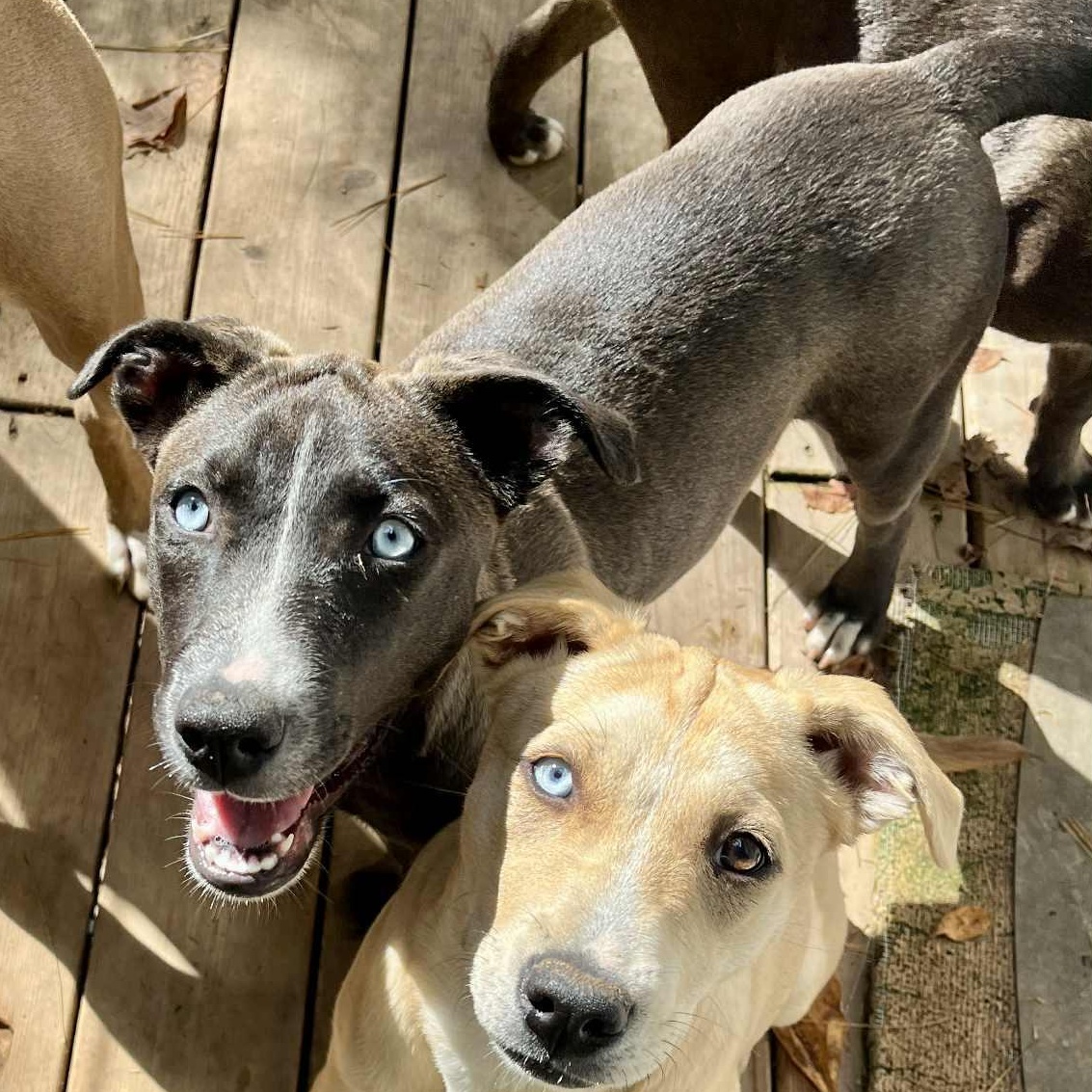 Satyr- MI Moth Litter