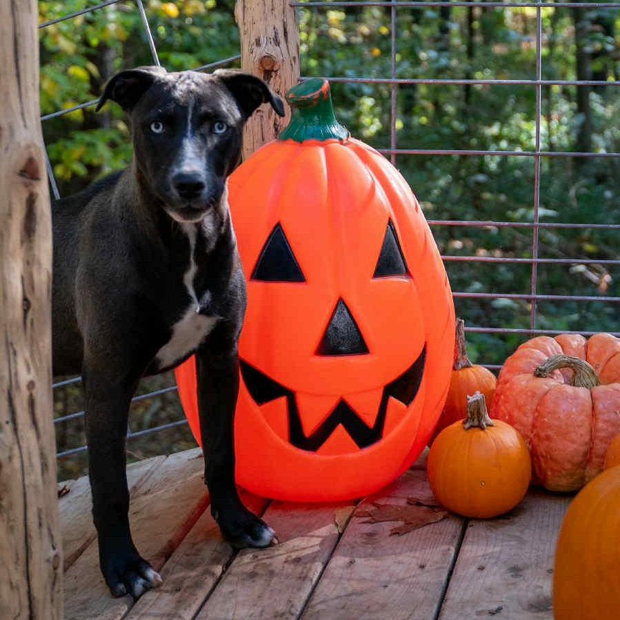 Satyr- MI Moth Litter