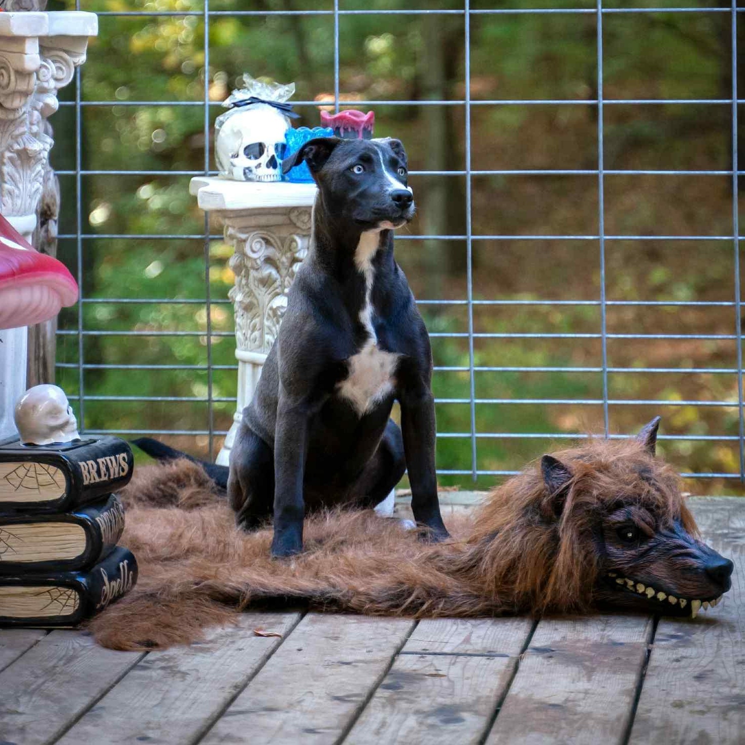 Satyr- MI Moth Litter