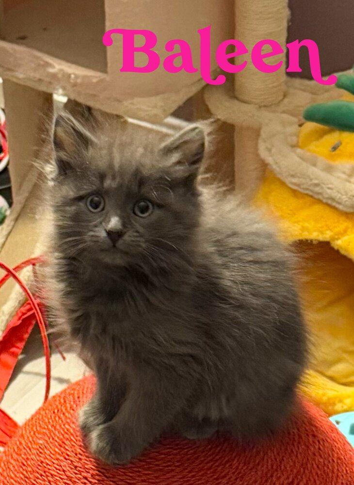 Kitten: Baleen *MUST go with a playmate OR to a home with another young cat*, Adoptable, Kitten Female Domestic Medium Hair & Domestic Short Hair.