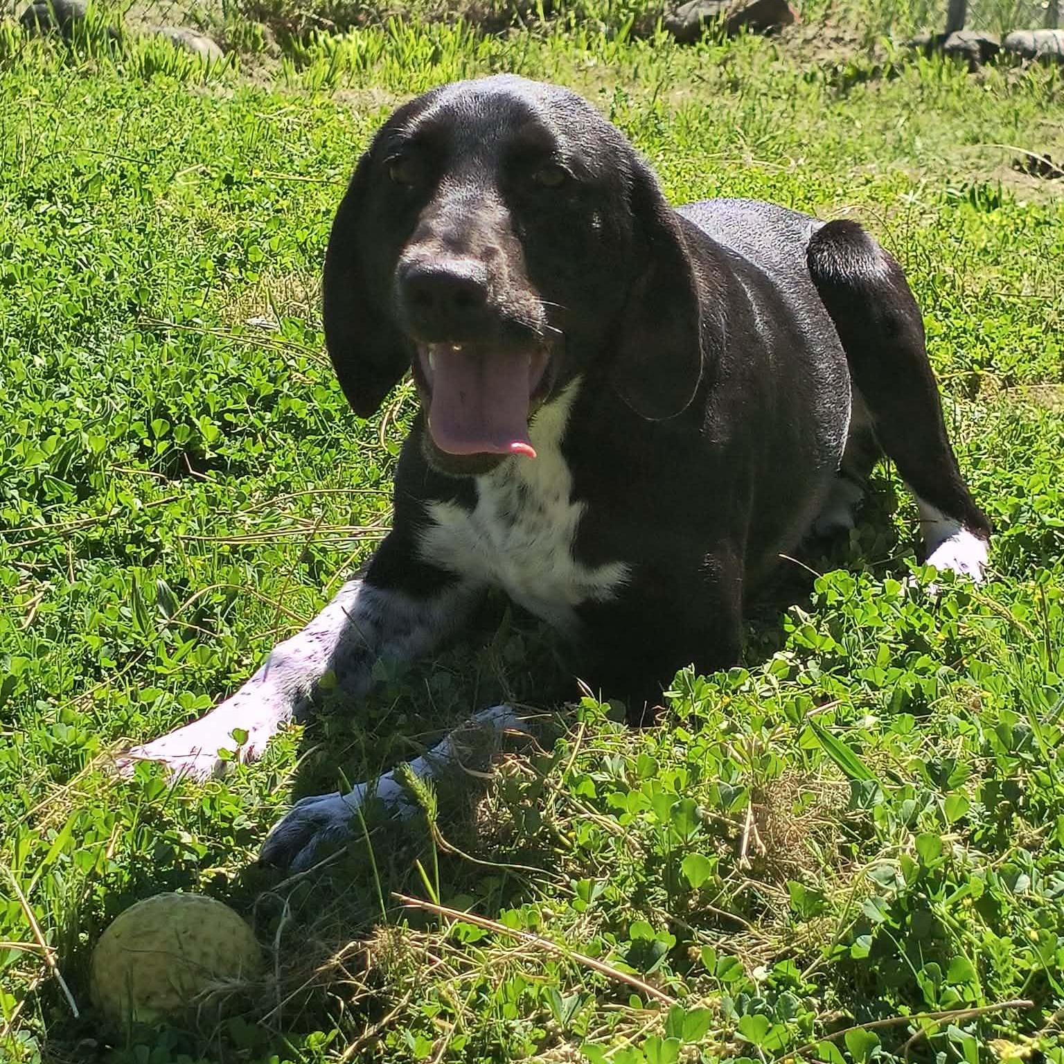 Enlarge Bailey, a ADOPTABLE mixed breed in Weaverville, CA image 2/2
