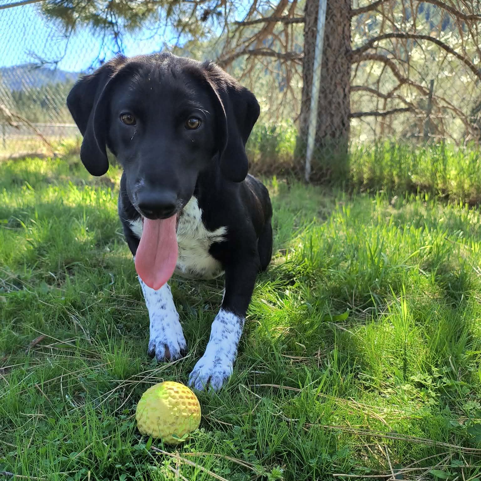 Bailey, ADOPTABLE, Young Female Hound.