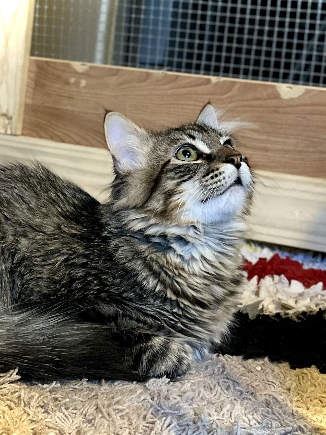 Ozzy — thumbnail 2