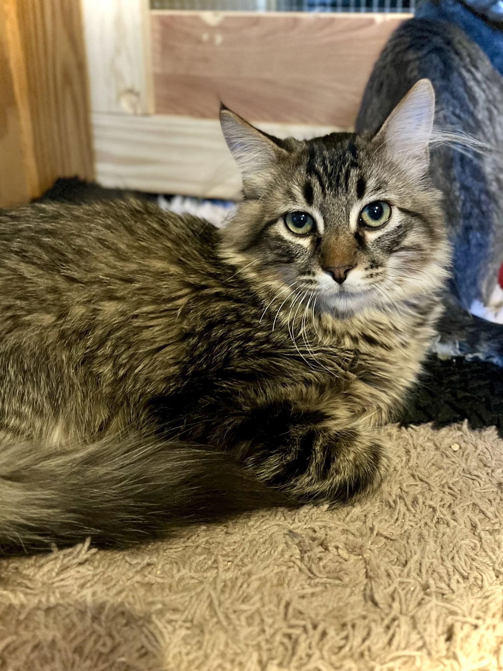 Ozzy — thumbnail 3