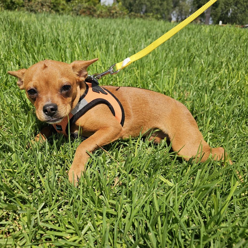 Enlarge Pumpkin, a Adoptable mixed breed in Apple Valley, CA image 1/5