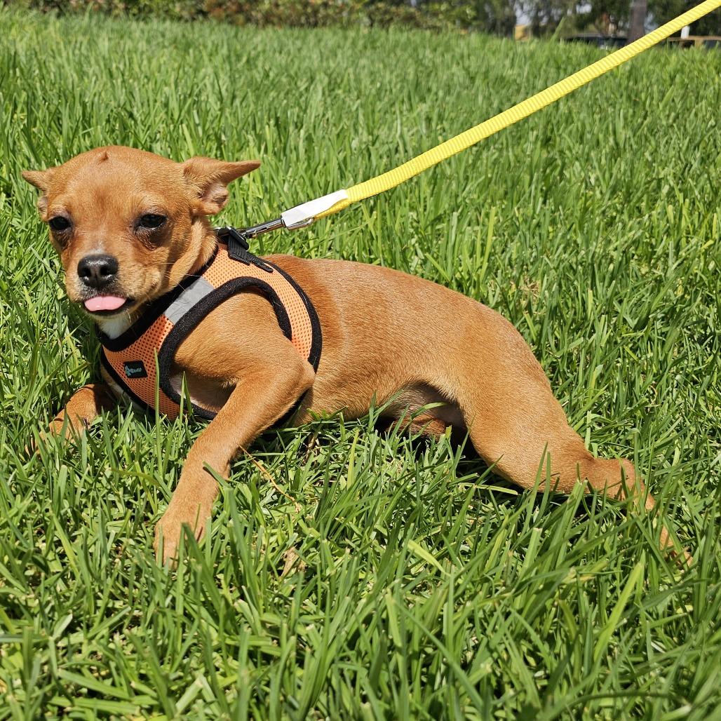 Enlarge Pumpkin, a Adoptable mixed breed in Apple Valley, CA image 2/5