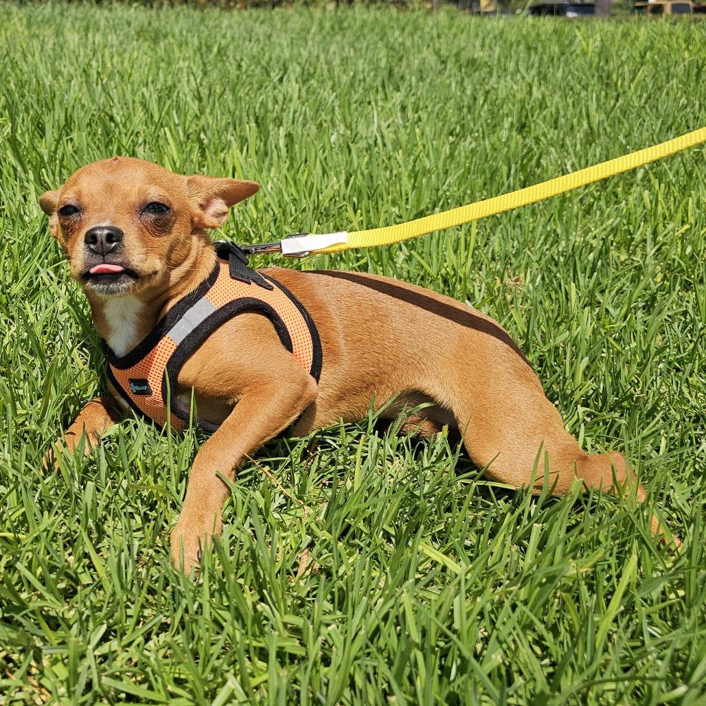 Enlarge Pumpkin, a Adoptable mixed breed in Apple Valley, CA image 3/5