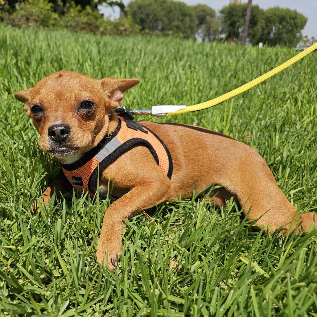 Enlarge Pumpkin, a Adoptable mixed breed in Apple Valley, CA image 5/5