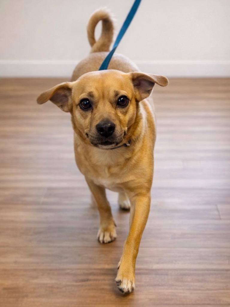 Ivey, Adoptable, Adult Female Chihuahua.