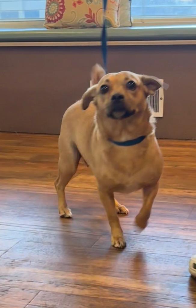 Enlarge Ivey, a Adoptable mixed breed in Reno, NV image 2/4