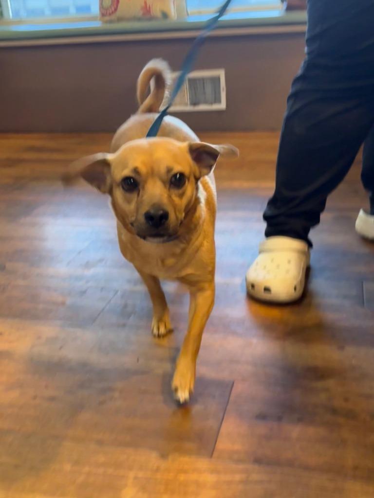 Enlarge Ivey, a Adoptable mixed breed in Reno, NV image 3/4