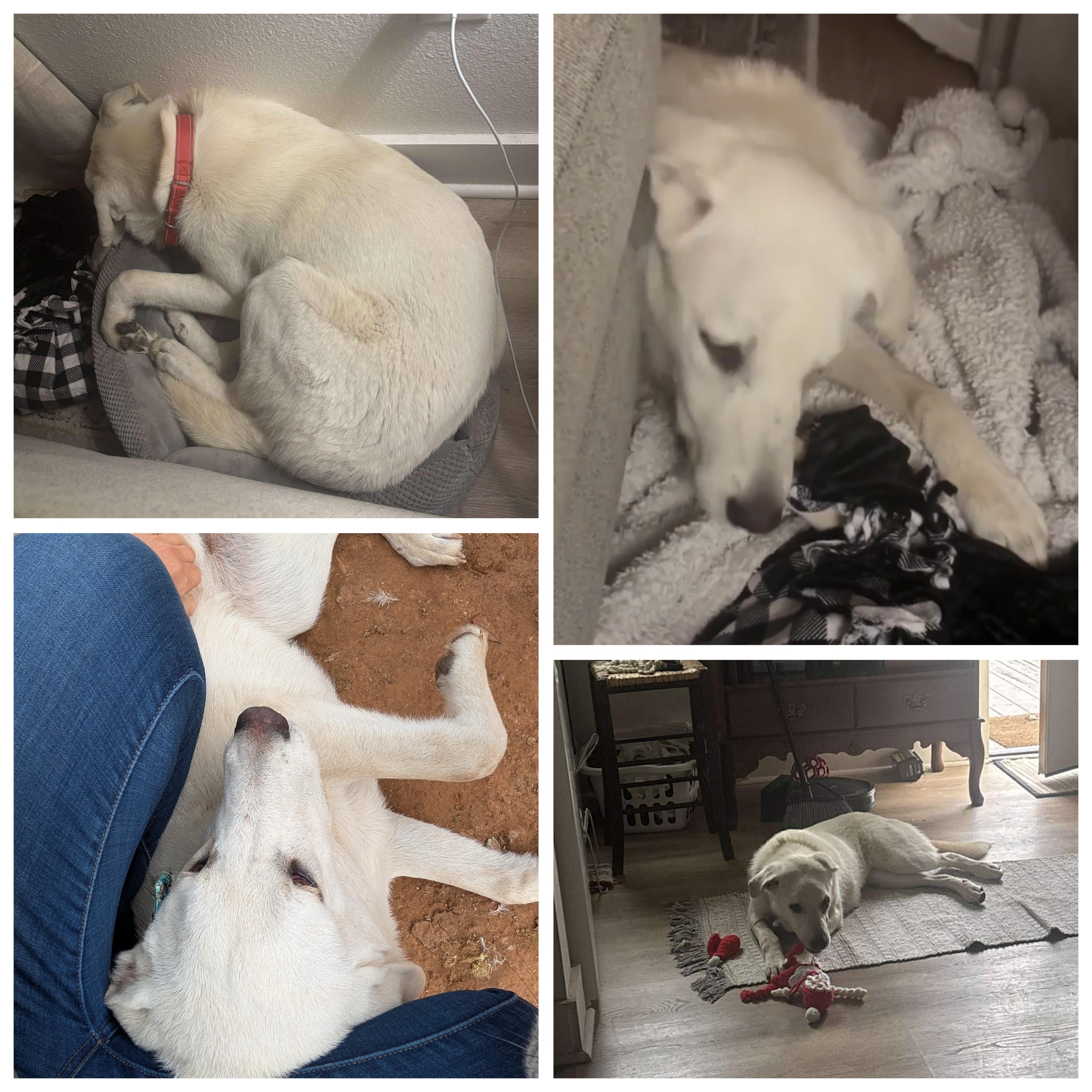 Enlarge Snowy , an adopted mixed breed in Columbus, OH image 6/6