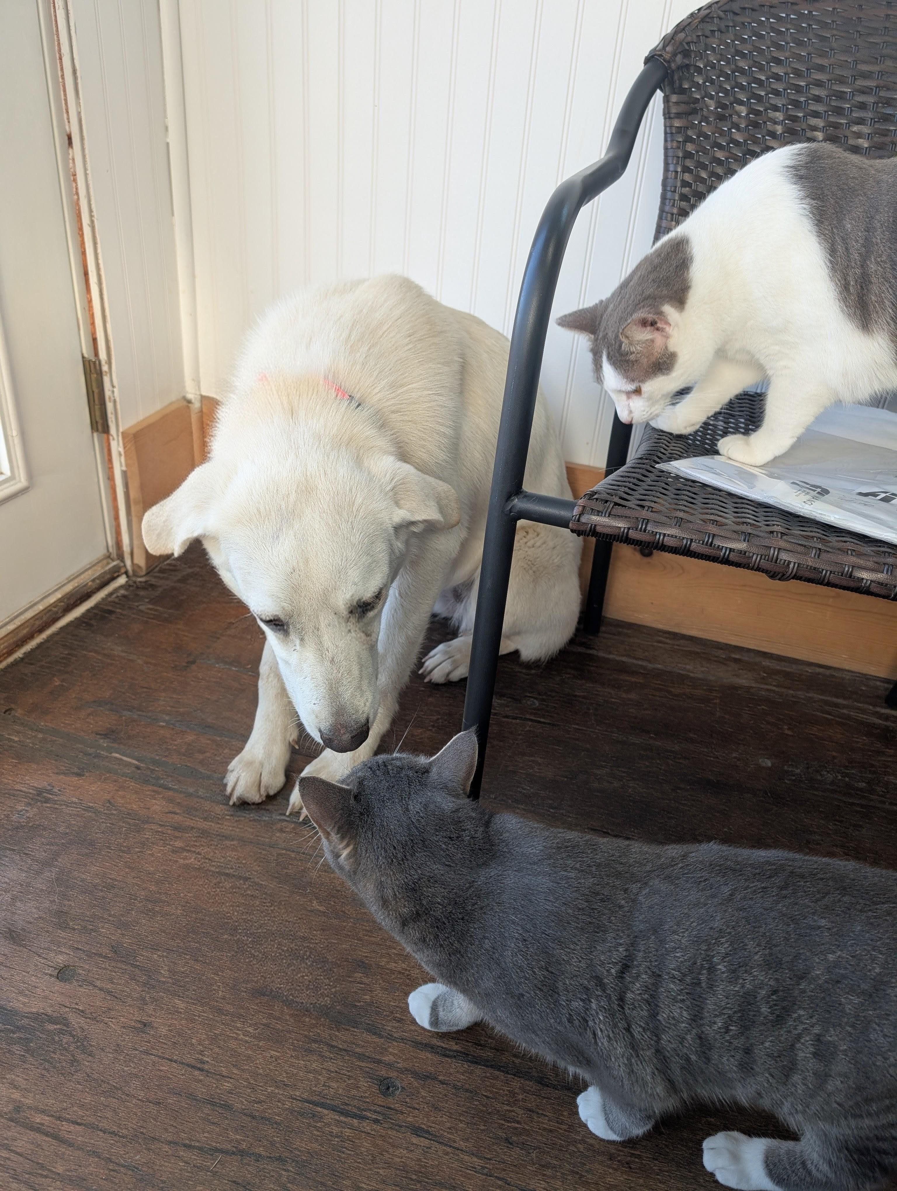 Enlarge Snowy , an adopted mixed breed in Columbus, OH image 3/6