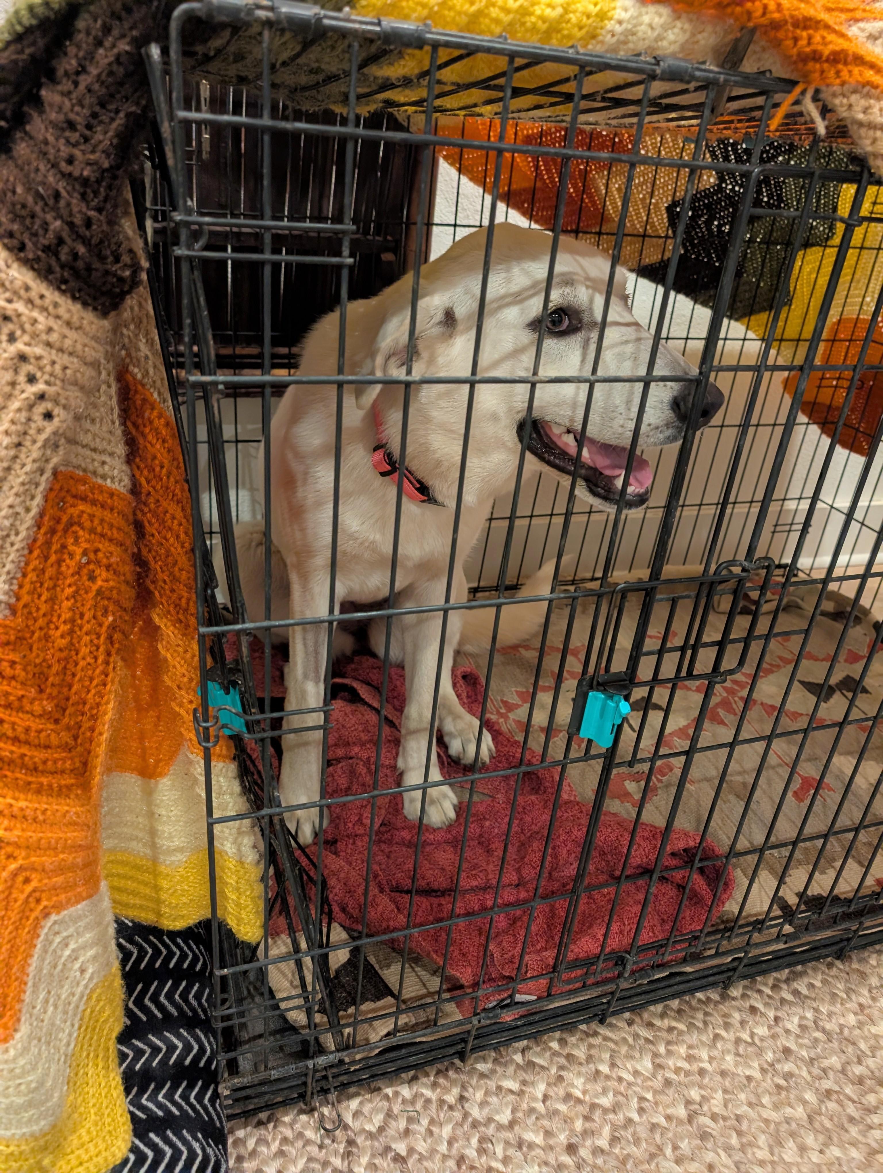 Enlarge Snowy , an adopted mixed breed in Columbus, OH image 2/6