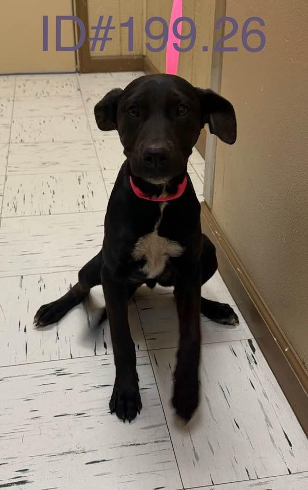 #199.26, adopted, Young Female Black Labrador Retriever.